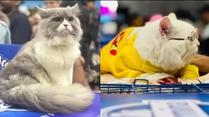 Read more about the article बिल्लियों का धमाल! भोपाल में हुआ कैट-शो, रैंप पर अपनी खूबसूरती और क्यूटनेस से बिल्लियों ने भिखेरा जलवा