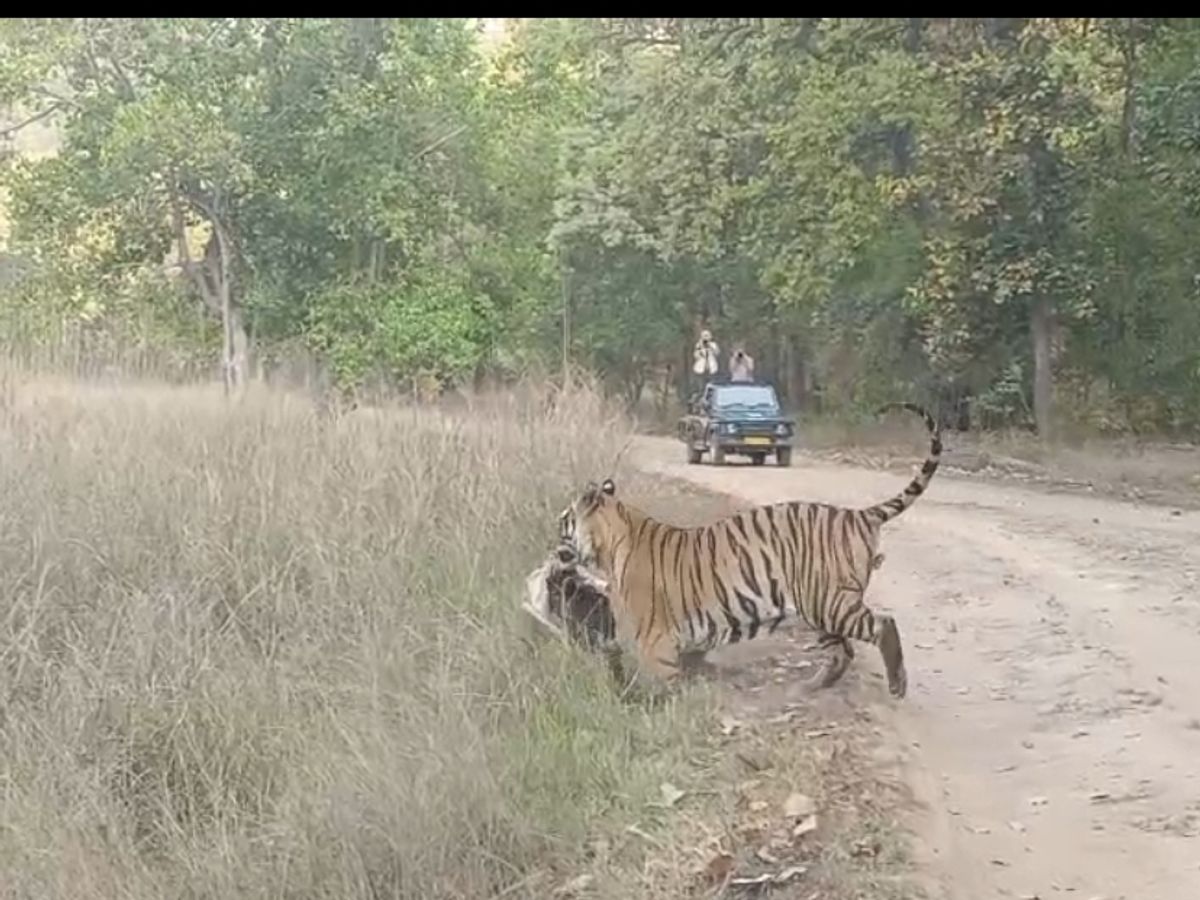 Read more about the article बांधवगढ़ टाइगर रिजर्व में सजीव शिकार का रोमांच! पर्यटकों के सामने बाघिन ने सांभर को बनाया निवाला, वीडियो वायरल