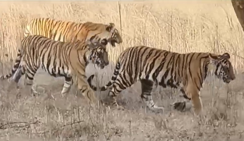 Read more about the article पन्ना टाइगर रिजर्व में बाघिन पी-141 अपने दो शावकों संग नजर आई, कैमरों में कैद हुआ दुर्लभ नजारा; तस्सोवीर शल मीडिया पर हो रही वायरल!