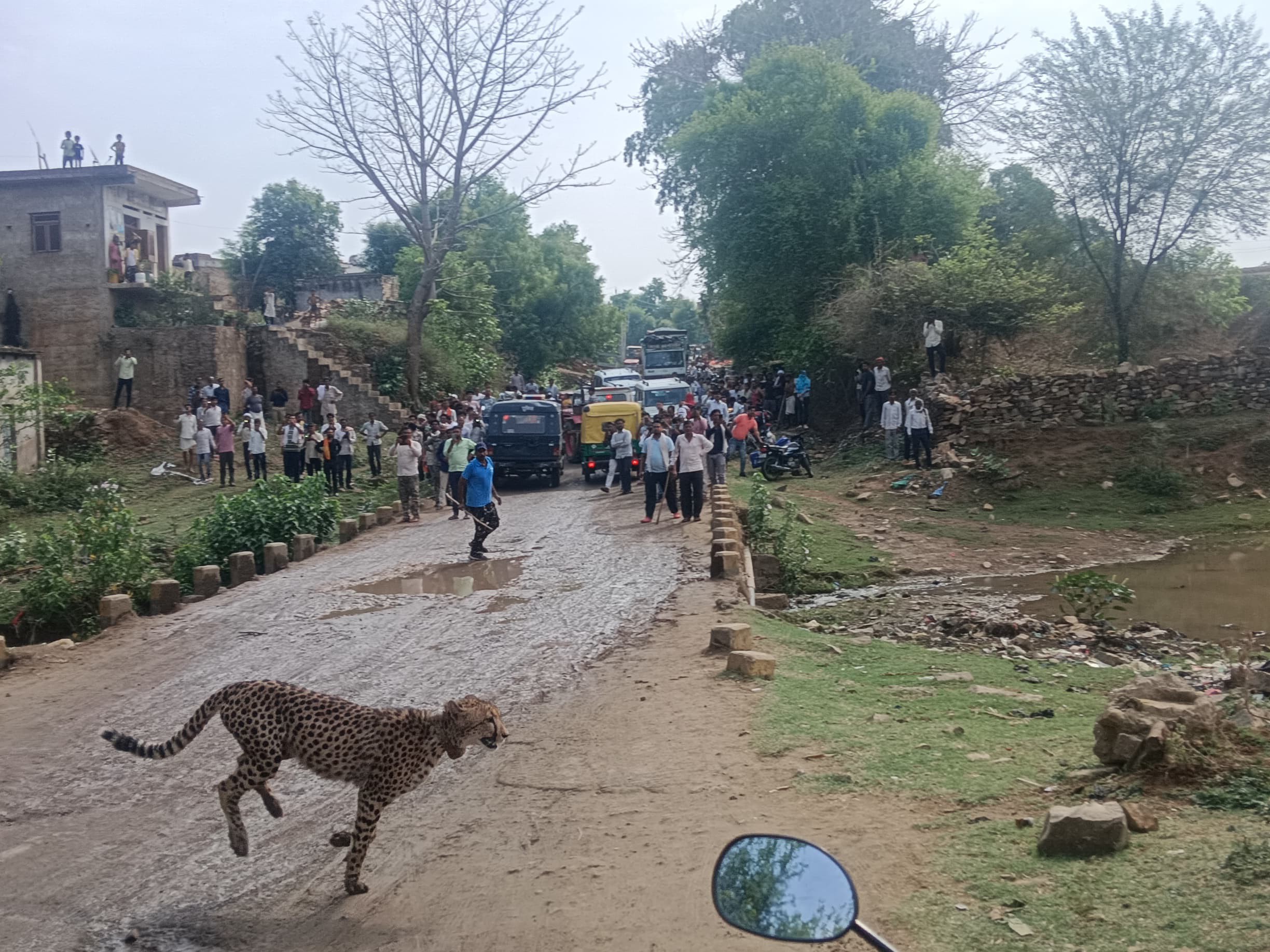 Read more about the article चीतों के आतंक से थर्राया वीरपुर: ज्वाला और शावकों ने गांव में मचाई सनसनी, एक गाय को बनाया शिकार; बांधवगढ़ टाइगर रिजर्व में दो साल बाद दिखे  सोन कुत्ते, वन विभाग सतर्क!