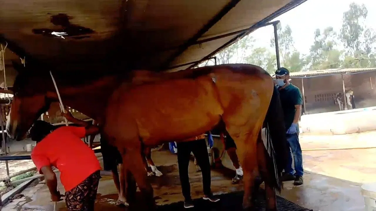 Read more about the article हैदराबाद से जबलपुर लाए गए घोड़ों की मौत का मामला गहराया: एक घोड़ा ‘ग्लैंडर पॉजिटिव’, जानलेवा बीमारी का खतरा; हाईकोर्ट में भी पहुंचा मामला!