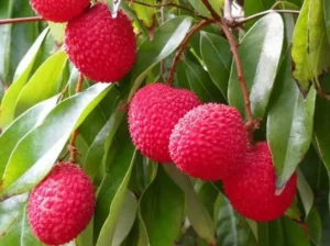 Read more about the article लीची: गर्मियों का सुपरफ्रूट जो बढ़ाए आपकी इम्यूनिटी और हाइड्रेशन!