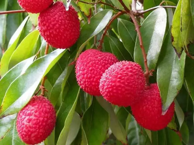 Read more about the article लीची: गर्मियों का सुपरफ्रूट जो बढ़ाए आपकी इम्यूनिटी और हाइड्रेशन!