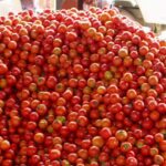 60 हजार की लागत, 2 लाख का मुनाफा! मध्यप्रदेश का टमाटर बना मंडियों का बादशाह, किसानों की लाल खुशी दोगुनी