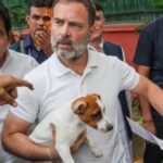 दिल्ली-NCR में आवारा कुत्तों को सड़कों से हटाने के सुप्रीम कोर्ट आदेश पर राहुल गांधी का विरोध, मेनका गांधी ने भी उठाए सवाल; राहुल बोले – बिना क्रूरता के भी कुत्तों को सुरक्षित रखा जा सकता है!