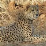 रणथंभौर से कूनो लौटी ‘ज्वाला’ चीता: कई घंटों के ऑपरेशन के बाद हुआ सुरक्षित रेस्क्यू, बकरियों का शिकार करने के बाद पकड़ी गई!