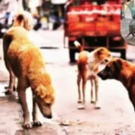 दिल्ली–एनसीआर में बढ़ते डॉग बाइट और रेबीज मामलों पर सुप्रीम कोर्ट सख्त, 8 हफ्ते में डॉग शेल्टर बनाने का आदेश; कोर्ट ने कहा – नसबंदी कर स्थायी शेल्टर में रखें, देरी पर होगी कार्रवाई!
