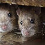 इंदौर के एमवाय अस्पताल के NICU में चूहों का आतंक: दो नवजातों के हाथ कुतरे, प्रबंधन में हड़कंप