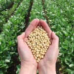 मप्र सरकार का बड़ा ऐलान: अतिवृष्टि से प्रभावित किसानों के लिए 3 से 17 अक्टूबर तक होगा सोयाबीन खरीफ भावांतर पंजीयन, 24 अक्टूबर से बेच सकेंगे उपज; समर्थन मूल्य और बाजार भाव के अंतर की भरपाई करेगी सरकार