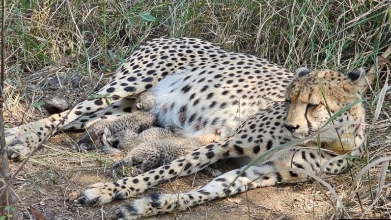 कूनो नेशनल पार्क में अफ्रीका से आई मादा चीता ‘गामिनी’ ने 3 शावकों को दिया जन्म, CM मोहन यादव ने पोस्ट कर दी जानकारी