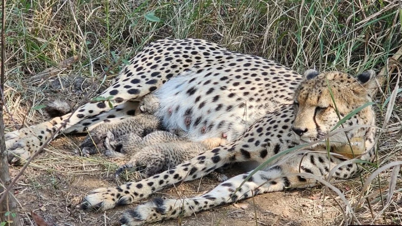 कूनो नेशनल पार्क में अफ्रीका से आई मादा चीता ‘गामिनी’ ने 3 शावकों को दिया जन्म, CM मोहन यादव ने पोस्ट कर दी जानकारी