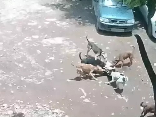पुणे में 4 साल की बच्ची पर 7 आवारा कुत्तों का हमला, सिर में 80 से ज्यादा टांके; CCTV में कैद हुई पूरी घटना